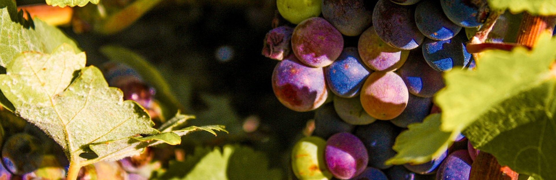 Route des vins en Alsace