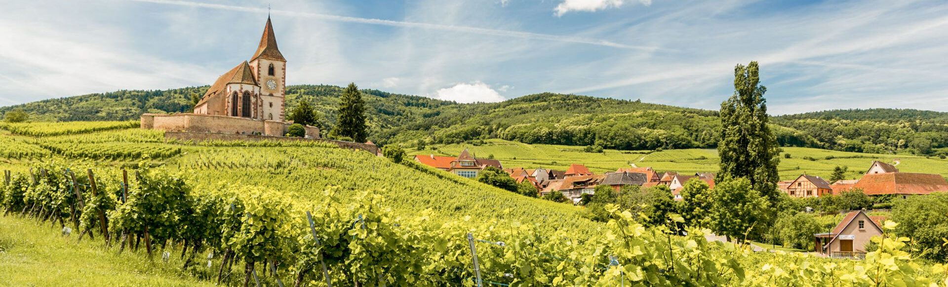Vignes Alsace