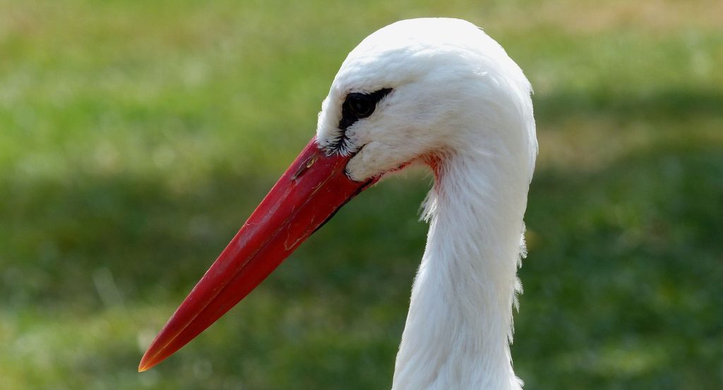 cigogne en Alsace