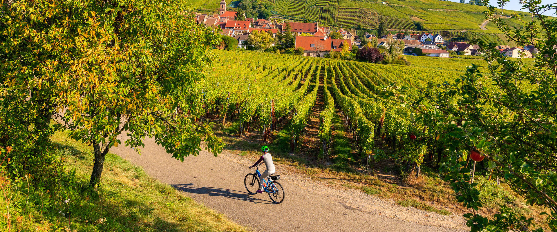 route des vins alsace